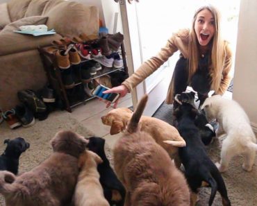 Husband Surprises Wife by Filling House With Puppies