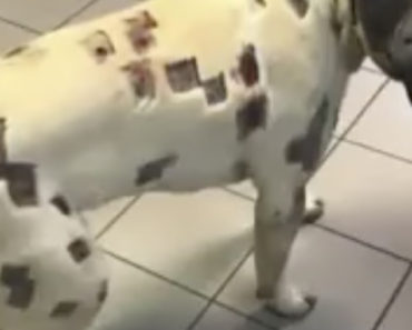 Dog With Weird Marks All Over Body