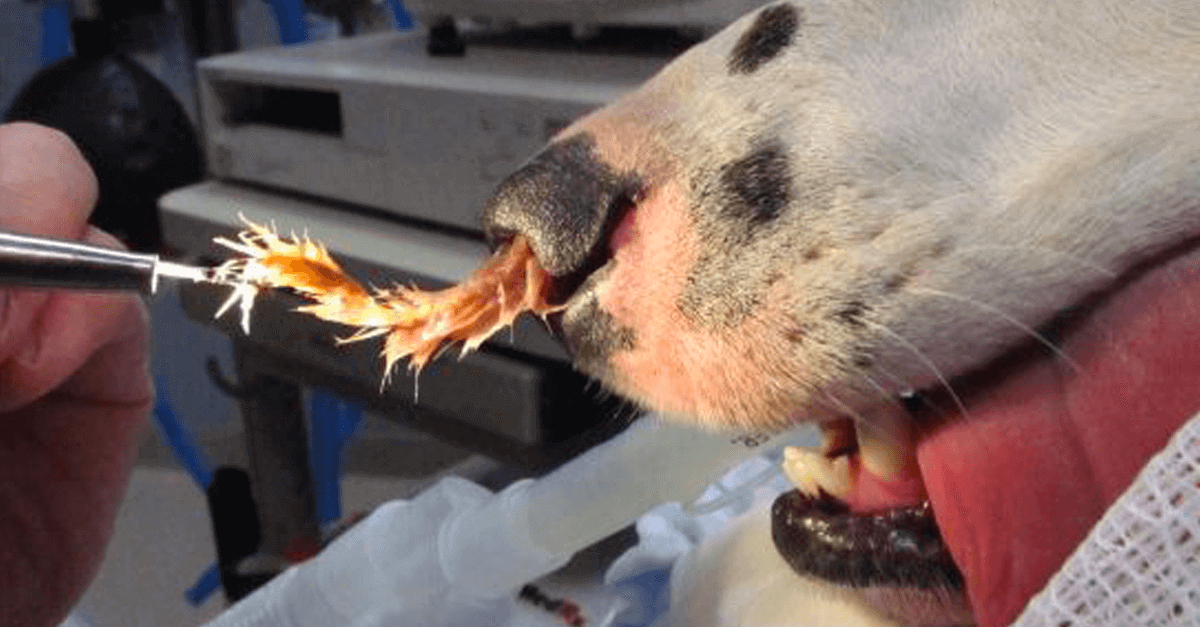 Veterinarians Are Warning Dog Killer Hiding Own Backyard