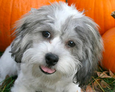 Pet Halloween Safety Tips