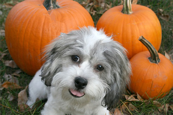 Pet Halloween Safety Tips