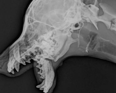 Dog Broken Jaw