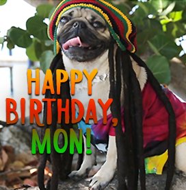 Doug the Pug Reggae Birthday Ecard