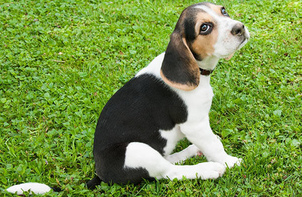 Beagle