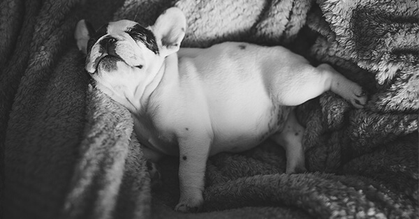 Dog Sleeping on blanket