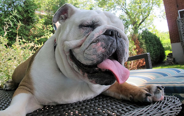 English Bulldog