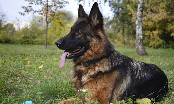 German Shepherd