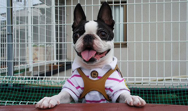 Boston Terrier