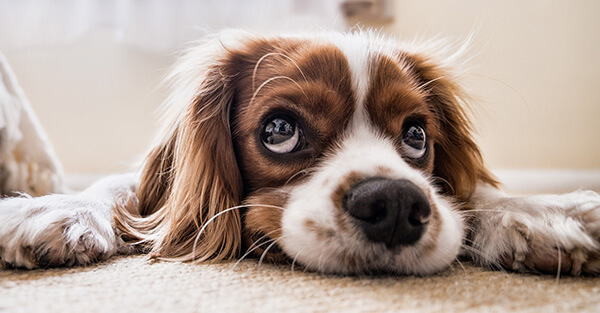 Cavalier King Charles Spaniel