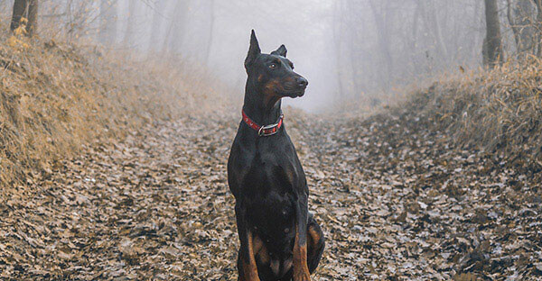 Doberman Pinscher