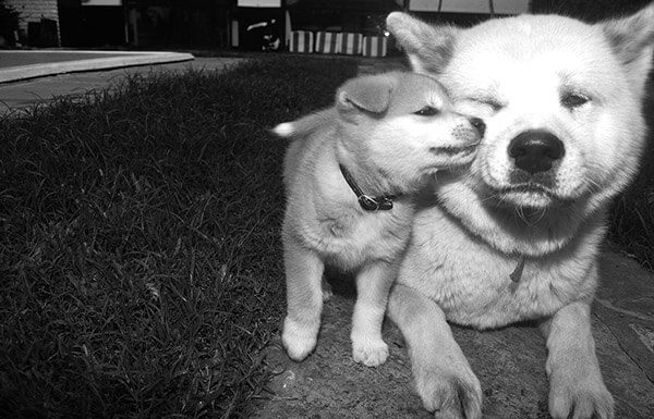 Best Friend Dogs