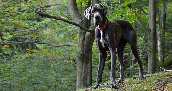 Great Dane