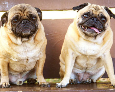 Pugs