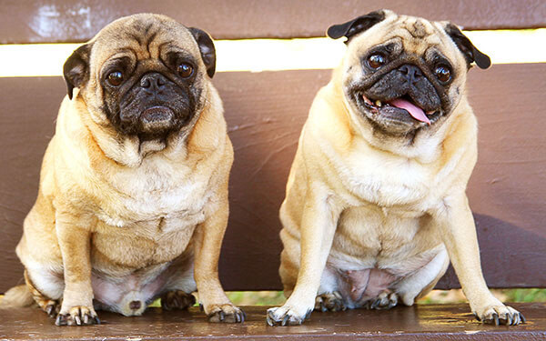 Pugs