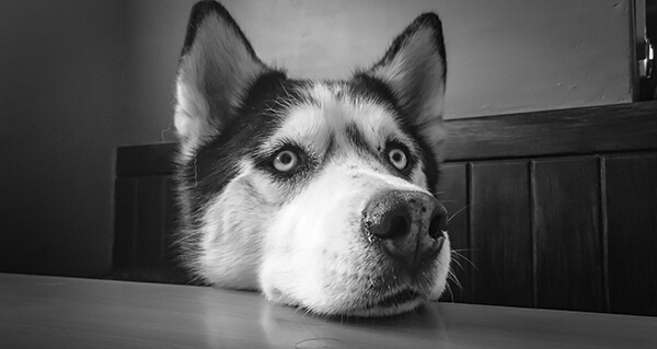 Siberian Husky