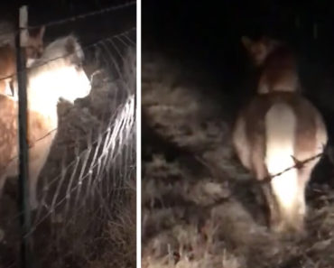 corgi on pony