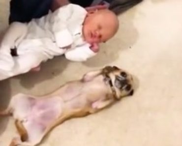 Tiny Dog Meeting Baby For The First Time Is Too Cute For Words I Heart Pets
